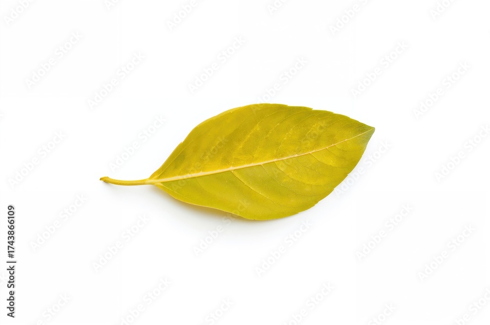 Fototapeta premium Single turmeric leaf on a plain white backdrop