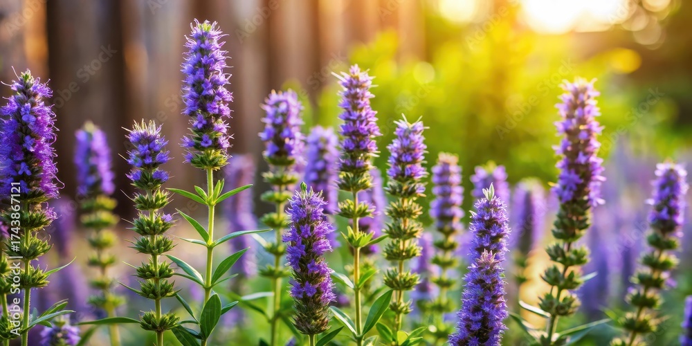 Obraz premium Aromatic Hyssop Blooms in a Rustic Garden, herbs, herbs, herbs, herbs, flower field, landscape, nature