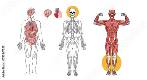 An anatomical overview of the human body systems including organs skeleton and muscles.