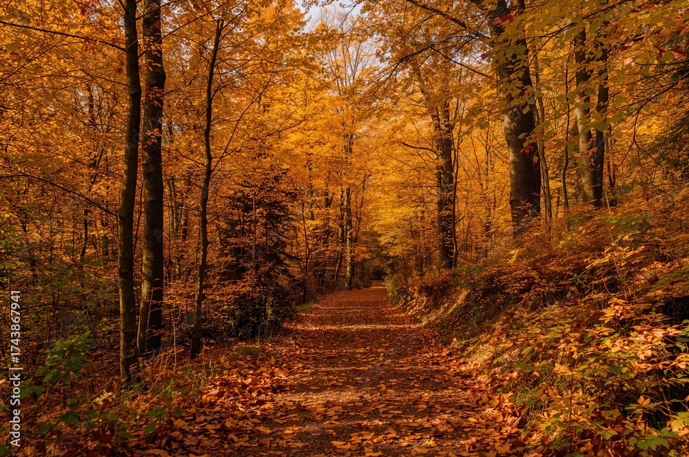 Fototapeta premium Autumn forest trail glowing with golden leaves and soft sunlight