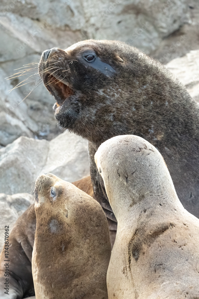 Fototapeta premium South American Sea Lions (Otaria flavescens) aslo known as Patagonian sea lion or southern sea lion fighting in Tierra del Fuego, Argentina.