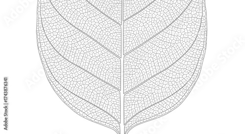 Detailed illustration of a leaf skeleton, showcasing its intricate vein structure against a white background.