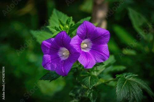 Two stunning violet bell-shaped flowers set against lush green foliage in a serene garden