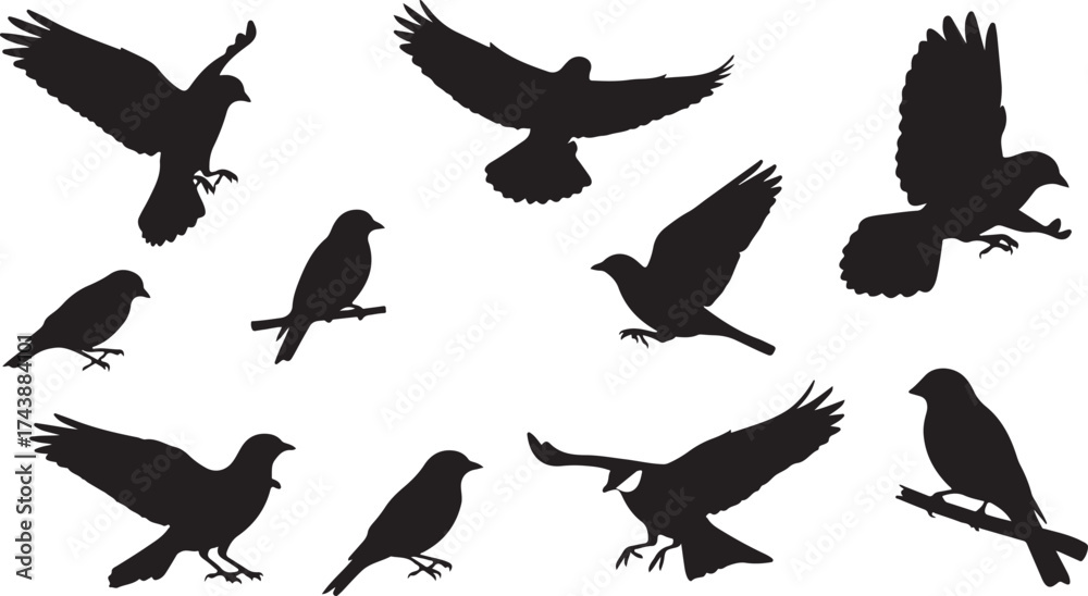 Obraz premium Flying Birds Silhouette Illustration