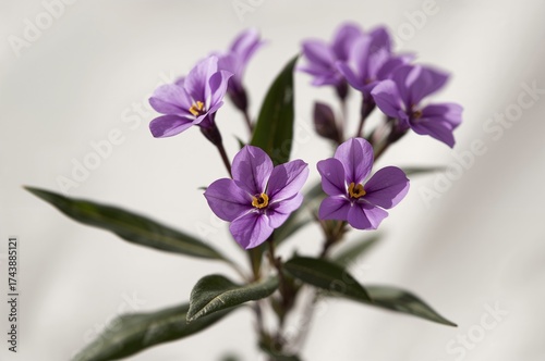 Colorful blooms of the Vinca plant against a vibrant backdrop, showcasing nature's beauty in spring and summer
