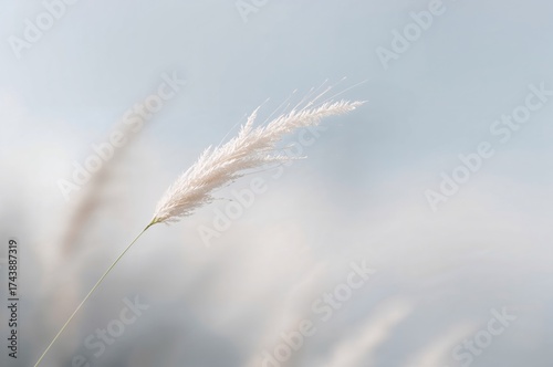 Blurred background with a white grass bloom