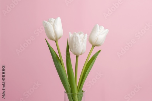 Three white tulips against a pink backdrop. Portrait orientation.