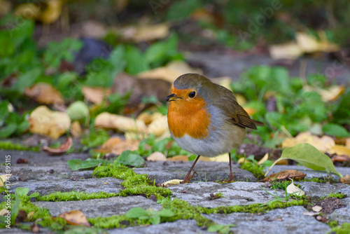 Wallpaper Mural European robin standing on a path holding a berry in its beak Torontodigital.ca