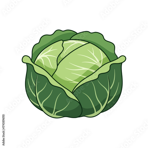 Illustration of a fresh green cabbage isolated on white background, perfect for culinary use