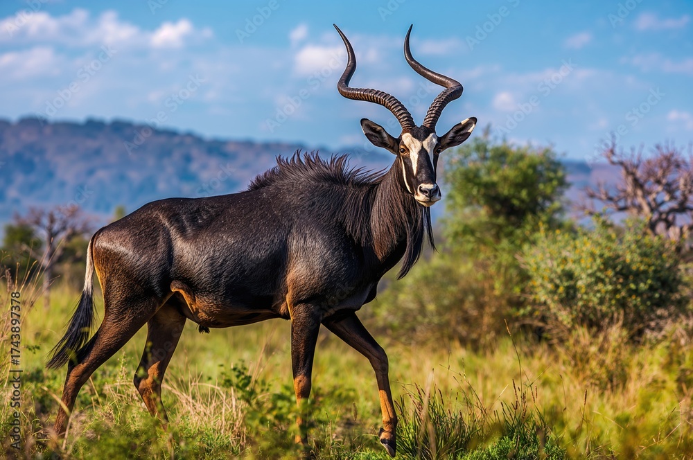 Obraz premium Male Sable Antelope