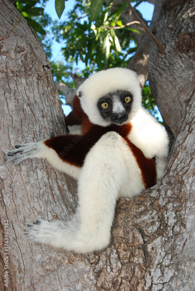 Fototapeta premium lemur on tree from Madagascar