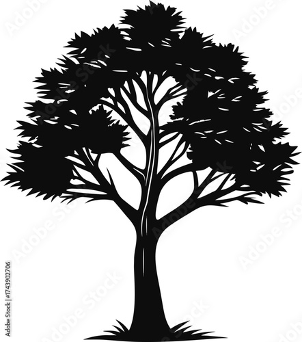 Silhouette of a large deciduous tree with a full canopy