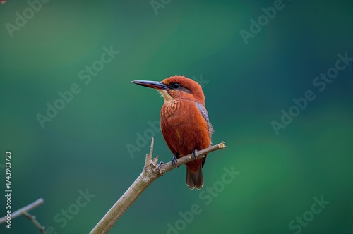 Chubby Kingfisher with Brown Wings Perched on a Tiny Branch in a Natural Setting
