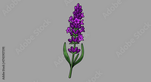 A stylized illustration of a lavender flower, featuring purple blooms and green leaves