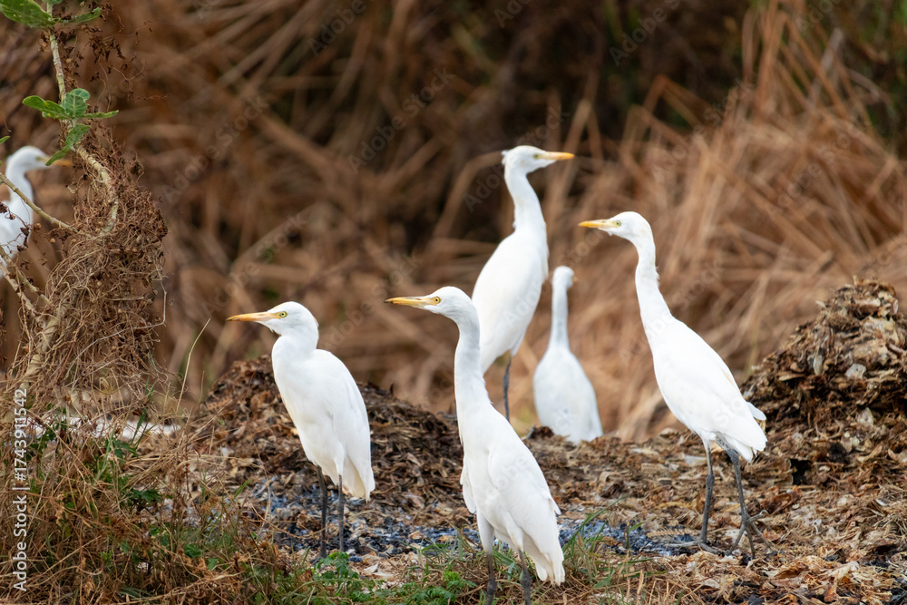 Obraz premium Group of White Egrets Standing on Natural Habitat in the Wild