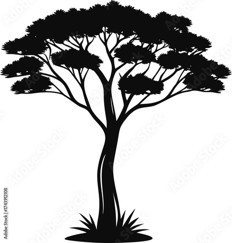 Silhouette of a majestic acacia tree against a white background
