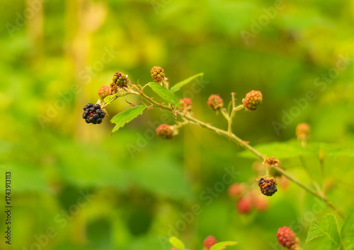 Close up photo of wild blackberries in early autumn.
