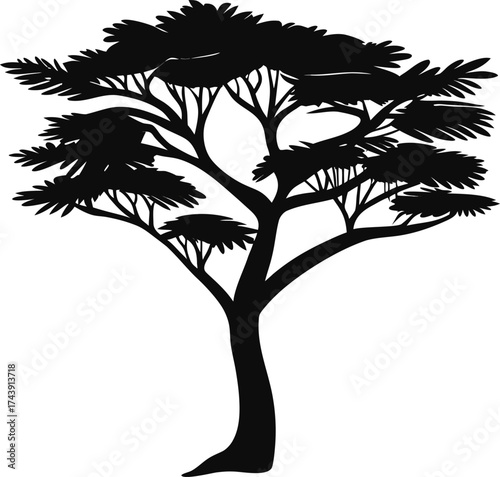  Silhouette of a majestic acacia tree against a white background