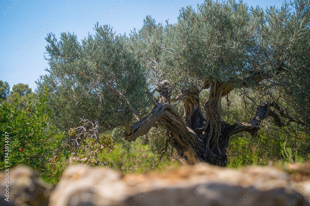 Fototapeta premium Ancient olive tree standing amidst a grove with a soft-focus stone wall in the foreground.
