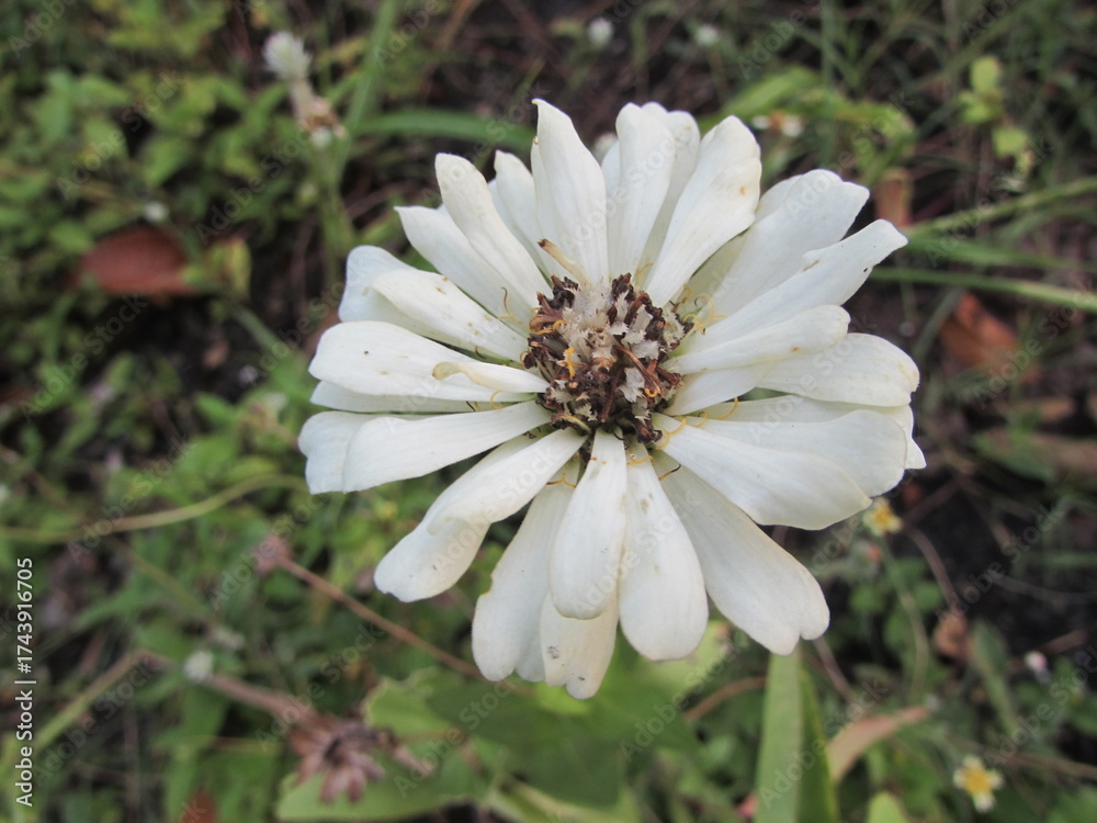 Obraz premium white zinnia elegans flower