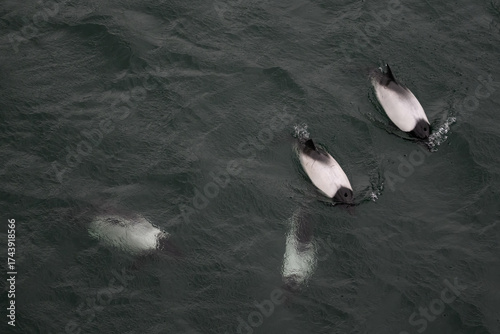 A pod of Commerson's dolphins (Cephalorhynchus commersonii) on the surface of the ocean off of Saunders Island, Falkland Islands.