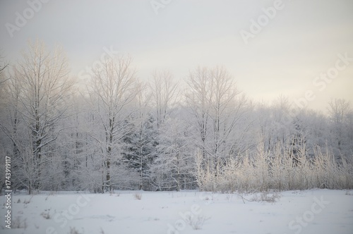 Wallpaper Mural Snow-covered trees during a cold winter afternoon Torontodigital.ca
