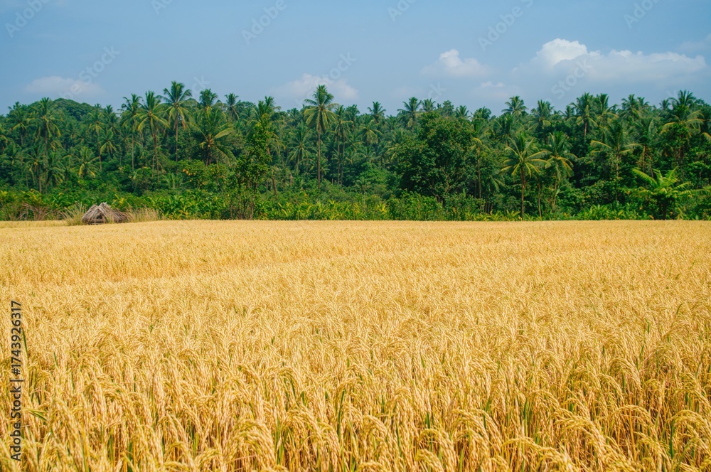 Naklejka premium Natural rice fields and harvest