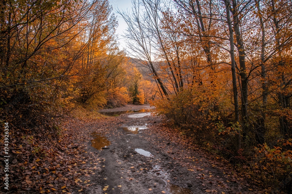 Obraz premium Trail Through the Fall Woods with Puddles and Rough Terrain