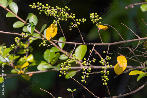 Chinese privet (Ligustrum sinense) is an invasive species of shrub or small tree native to China and Vietnam