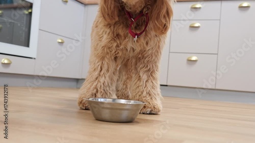 Curly brown Labradoodle or goldendoodle dog eats food from a bowl in the kitchen at home