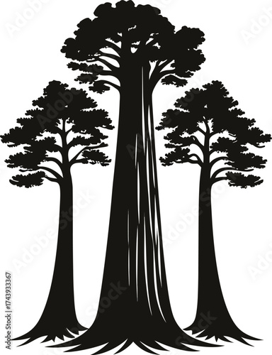 Silhouette of three majestic redwood trees standing tall