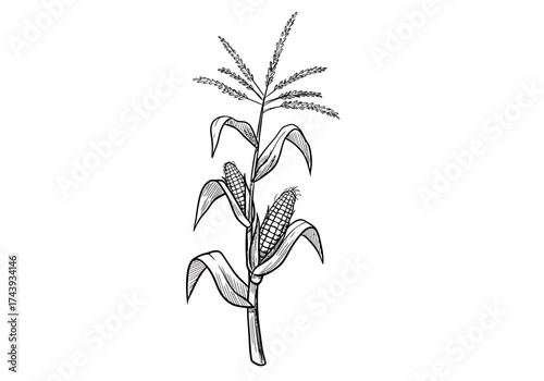 Monochrome handdrawn corn stalk illustration with two ripe cobs and a detailed tassel.