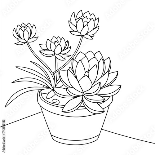 line drawing of a potted succulent plant with multiple flower heads blooming on a white background