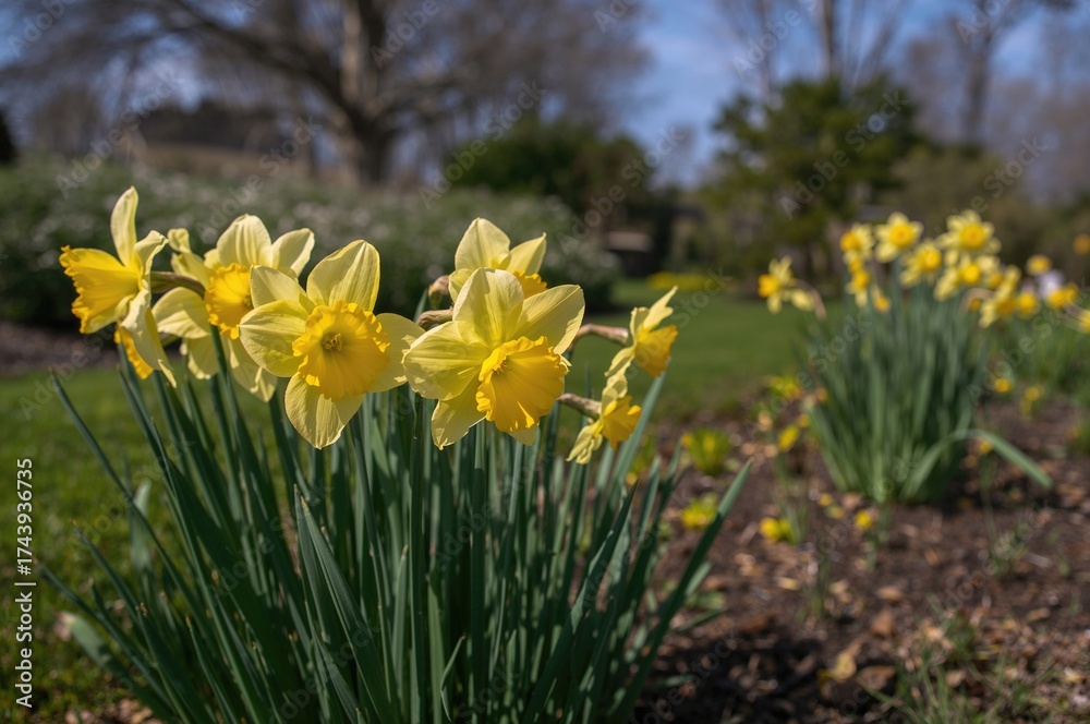 Fototapeta premium Bright yellow daffodils blooming in a garden flowerbed