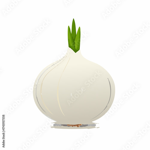 Weiße Zwiebel