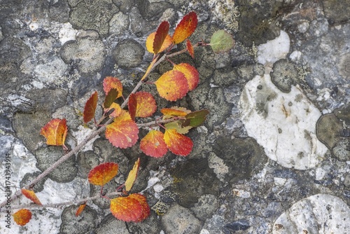Dwarf birch (Betula nana) in autumn foliage, Alaska, USA