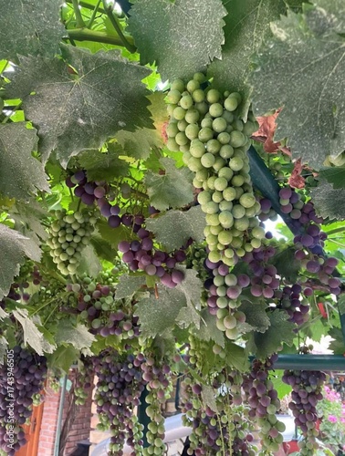 Fresh grapes close-up with natural light and vibrant colors.