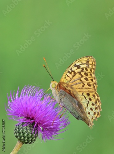 Kardinal (Argynnis pandora) auf Distel, vertikal