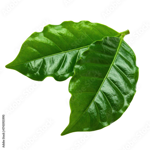 Close-up of two vibrant green coffee leaves