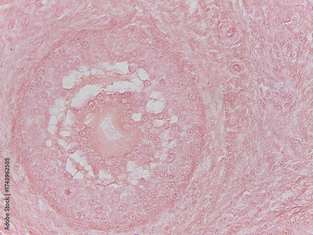 Fototapeta premium Human Ovary with Follicles under the Microscop