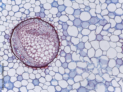 Tableau sur toile Section of a Dryopteris Fern Stem