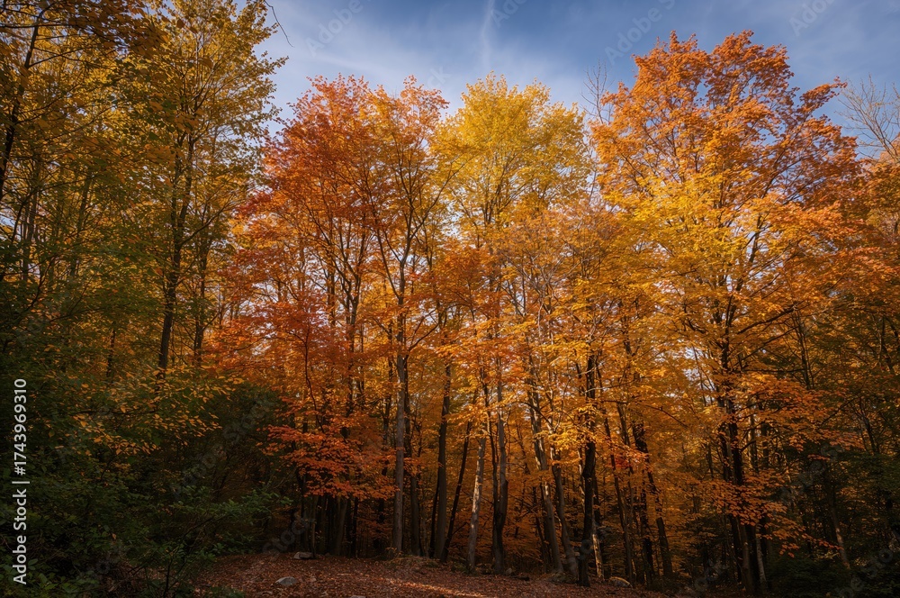 Fototapeta premium Journey through the forest during fall