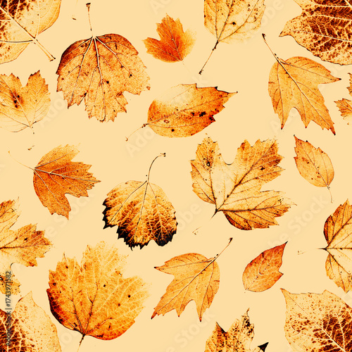 Quadro su tela Seamless pattern with the group of live leaves imprints