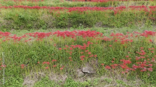 Red red spider lilies and rice terraces in Japan - 4K drone footage