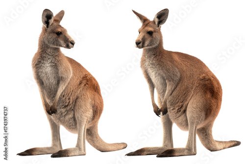 Front and Back View of Kangaroo White Background