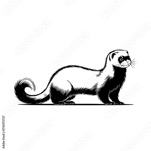 Elegant vintage style ferret illustration, perfect for pet lovers and unique design projects now!