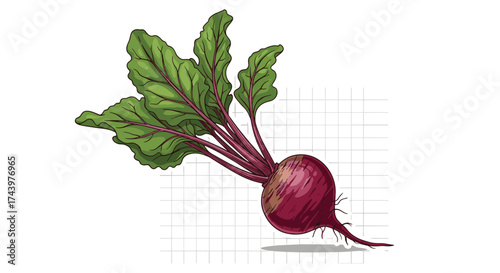 Freshly harvested beetroot with vibrant green leaves and deep red root vegetable on a white background.
