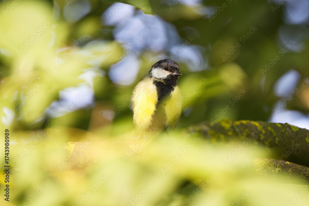 Obraz premium Cute great tit surrounded by green-yellow leaves on a branch, bokeh in the background, great tit among blurred yellow-green leaves, green background, trees in the background, Parus major