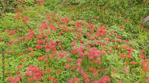 Japanese red spider lilies photographed with a 4K drone