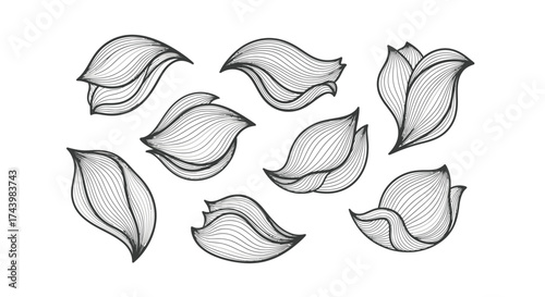 Loose hand drawn sketch elements of delicate flower petals organic shapes floating art vector